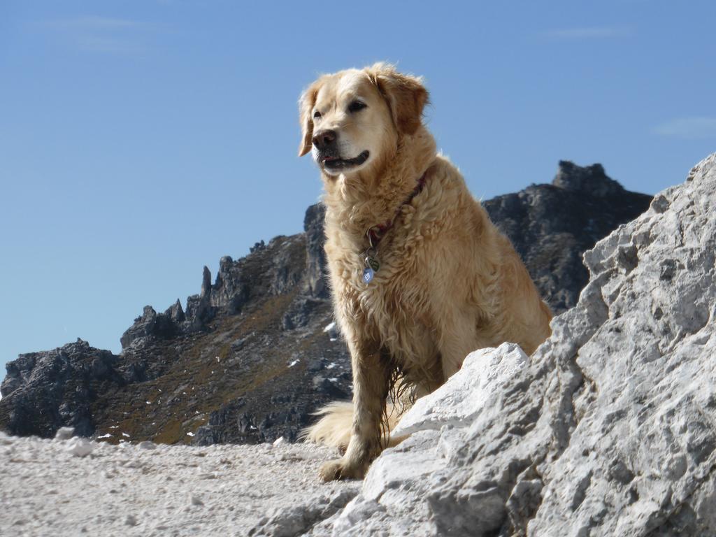 Pension Steinadler Neustift im Stubaital Buitenkant foto